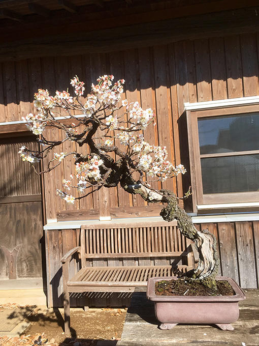 http://www.wochikochi.jp/english/serialessay/bonsai_01_03.jpg