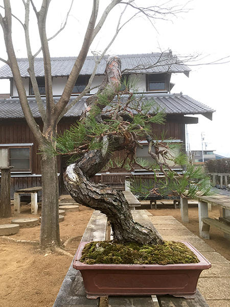 http://www.wochikochi.jp/english/serialessay/bonsai_02_02.jpg