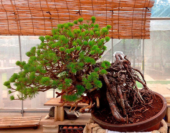 http://www.wochikochi.jp/english/serialessay/bonsai_03_03.jpg