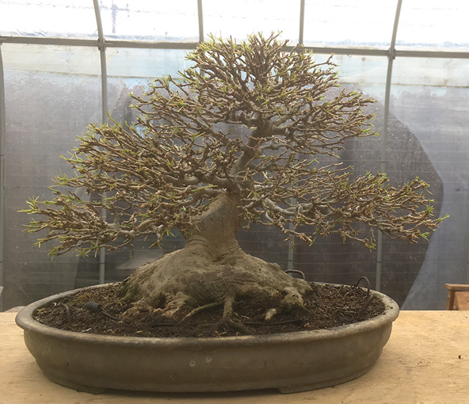 http://www.wochikochi.jp/english/serialessay/bonsai_04_02.jpg