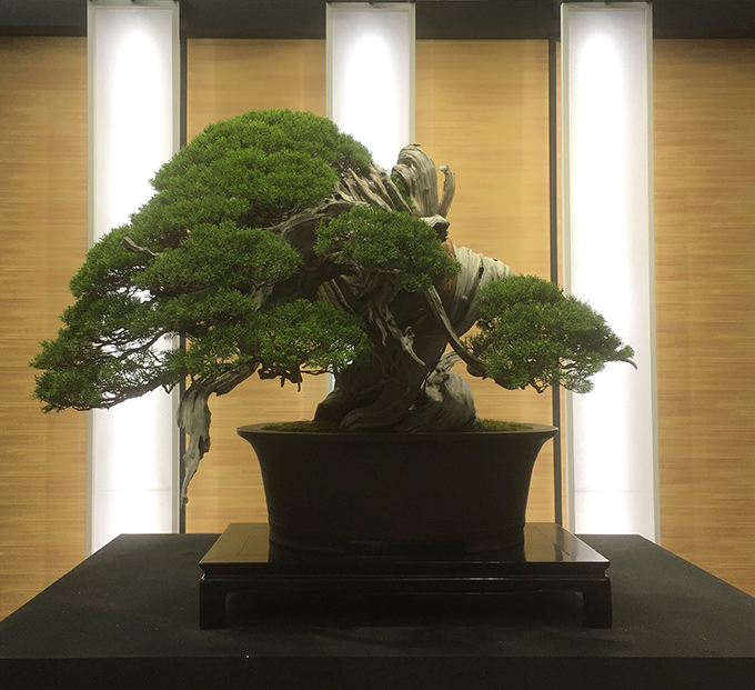 http://www.wochikochi.jp/english/serialessay/bonsai_04_03.jpg