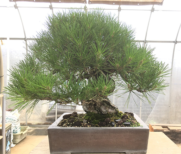 http://www.wochikochi.jp/english/serialessay/bonsai_05_01.jpg