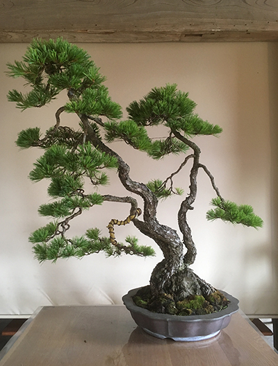 http://www.wochikochi.jp/english/serialessay/bonsai_05_04.jpg