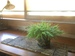 http://www.wochikochi.jp/english/serialessay/bonsai_06_01-thumb-250xauto-22308.jpg