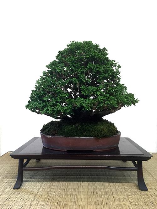 http://www.wochikochi.jp/english/serialessay/bonsai_07_04.jpg
