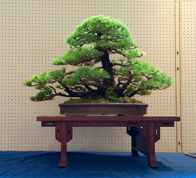 http://www.wochikochi.jp/english/serialessay/wabi-sabi-bonsai-world08_01.jpg
