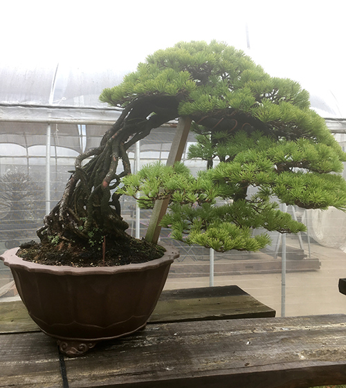 http://www.wochikochi.jp/english/serialessay/wabi-sabi-bonsai-world10_02.jpg