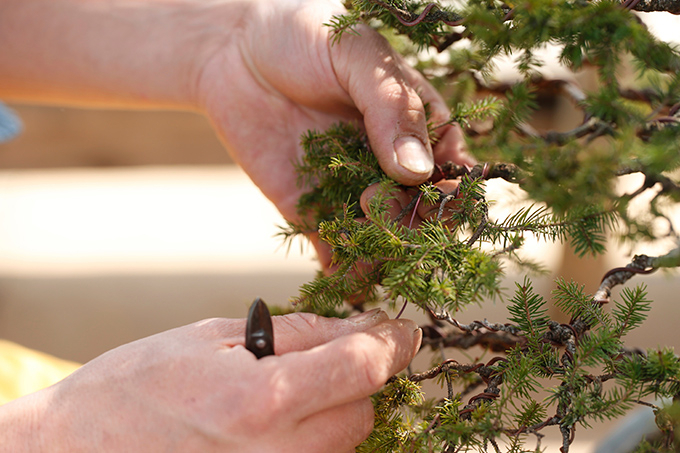 http://www.wochikochi.jp/english/serialessay/wabi-sabi-bonsai-world11_01.jpg