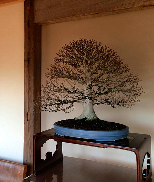 http://www.wochikochi.jp/english/serialessay/wabi-sabi-bonsai-world11_03.jpg