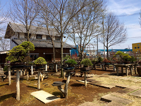 http://www.wochikochi.jp/english/serialessay/wabi-sabi-bonsai-world11_04.jpg