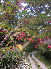 wabi-sabi-bonsai-world09_02.jpg