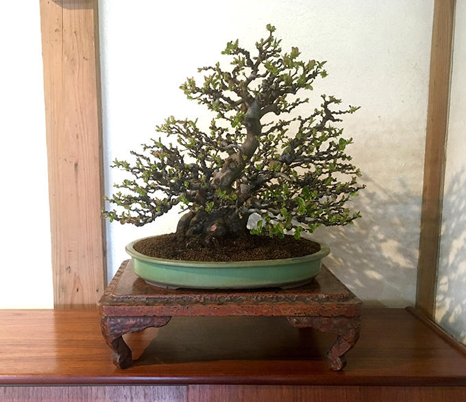 http://www.wochikochi.jp/serialessay/bonsai_02_01.jpg