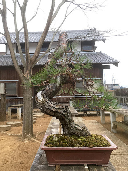 http://www.wochikochi.jp/serialessay/bonsai_02_02.jpg