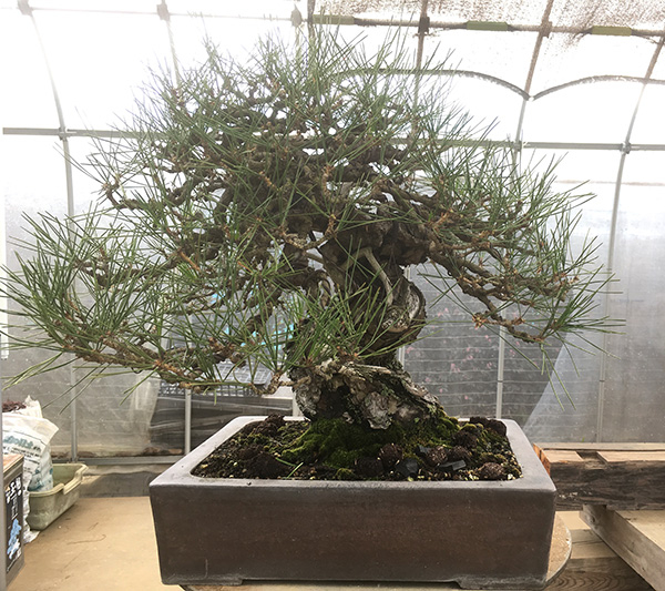 http://www.wochikochi.jp/serialessay/bonsai_05_02.jpg