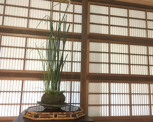 http://www.wochikochi.jp/serialessay/bonsai_06_02.jpg