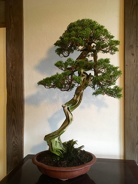 http://www.wochikochi.jp/serialessay/bonsai_07_01.jpg