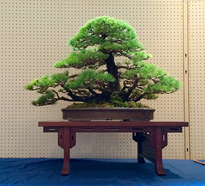 http://www.wochikochi.jp/serialessay/wabi-sabi-bonsai-world08_01.jpg