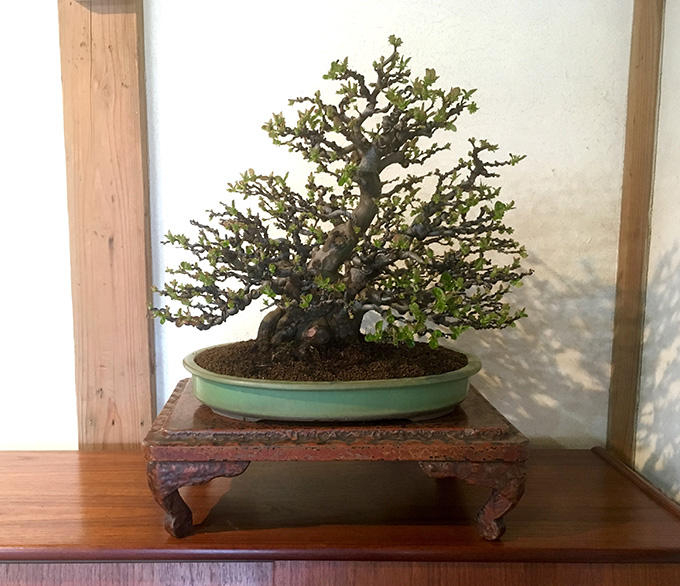 bonsai_02_01.jpg