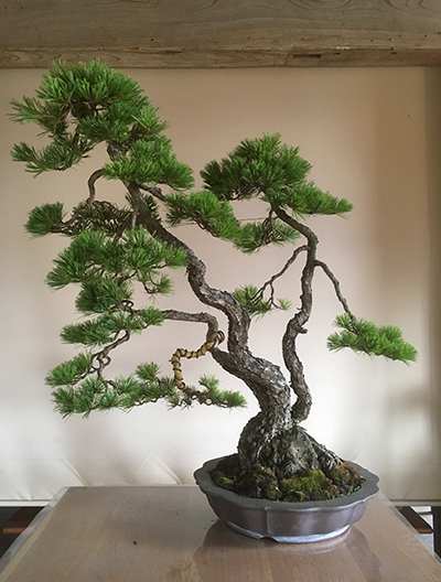 bonsai_05_04.jpg