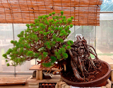 bonsai_03_03.jpg