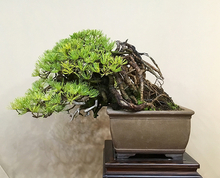 bonsai_03_04.jpg