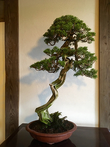 bonsai_07_01.jpg