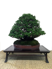 bonsai_07_04.jpg